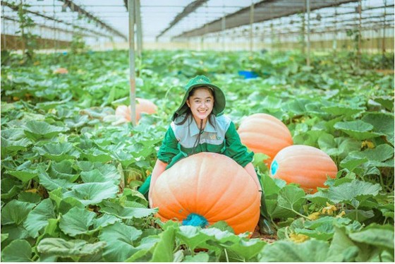 “Siêu bảo tàng” bí ngô Vinpearl mùa Halloween ảnh 1