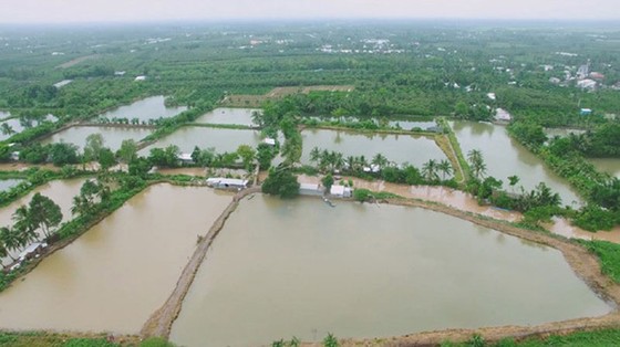 Xấu dây - tốt củ ảnh 2