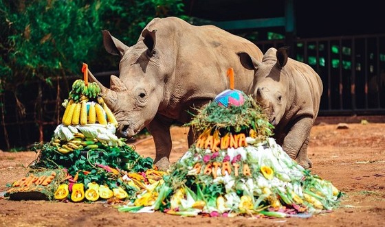 Vinpearl Safari chào đón tê giác thứ 3 chào đời ảnh 3