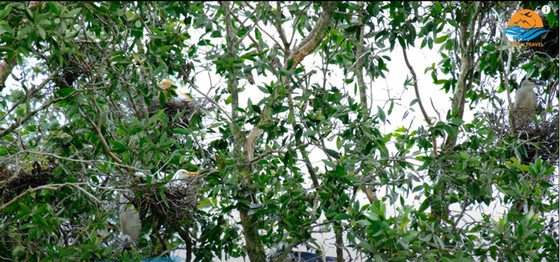 Nuôi cá trong rừng ảnh 2