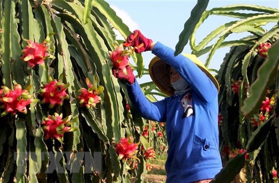 Hiệp định Thương mại tự do Việt Nam-EU và câu chuyện thực thi hình ảnh 1 Hiep dinh Thuong mai tu do Viet Nam-EU va cau chuyen thuc thi hinh anh 1