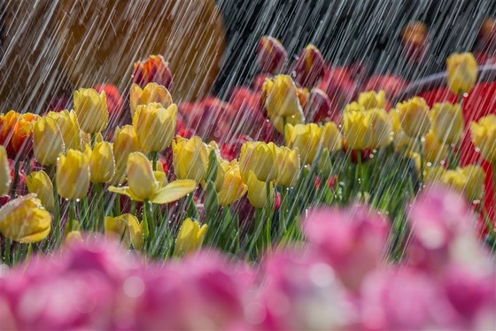Thiên đường tulip hay điểm đến lý tưởng cho ngày Valentine và 8-3 ảnh 2