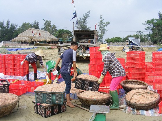 Mùa “tép nhảy” ảnh 10