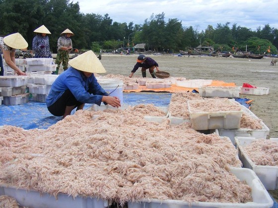 Được mùa ruốc biển ảnh 11