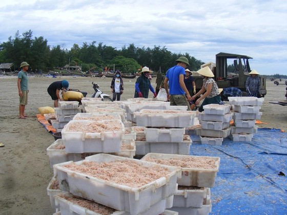 Được mùa ruốc biển ảnh 12