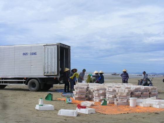 Được mùa ruốc biển ảnh 15