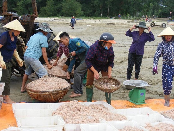 Được mùa ruốc biển ảnh 9