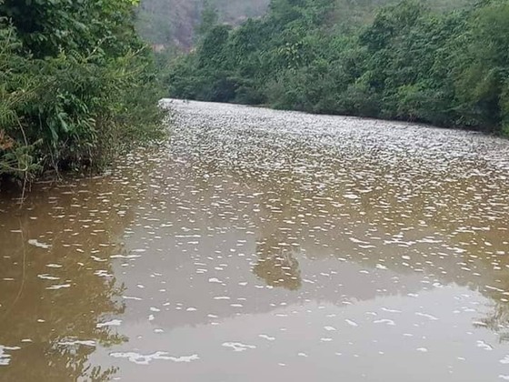 Thanh Hóa: cá, tôm chết bất thường trên sông Quyền ảnh 1