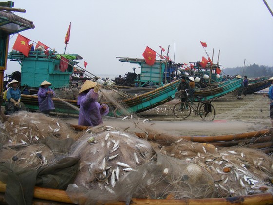 Rộn rã mùa cá trích ảnh 1