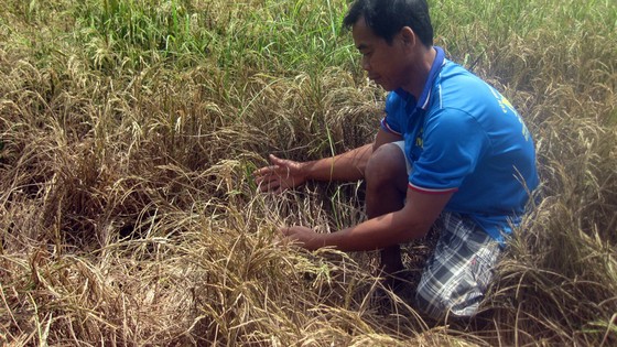 Nhiều cán bộ bị kỷ luật vì hỗ trợ hạn mặn sai ở Kiên Giang ảnh 1