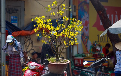 Chiều 29 Tết, người dân TP Hồ Chí Minh đổ xô đi mua hoa ảnh 9