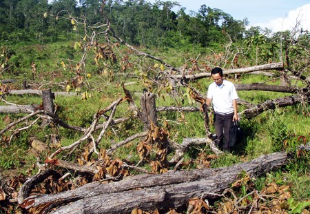 Bàn giải pháp phát triển rừng bền vững ở Tây Nguyên