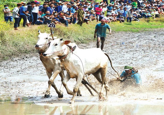 Sôi động đua bò An Giang ảnh 3