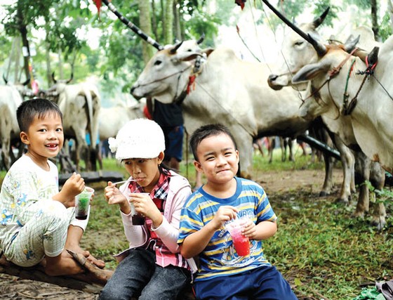 Sôi động đua bò An Giang ảnh 4