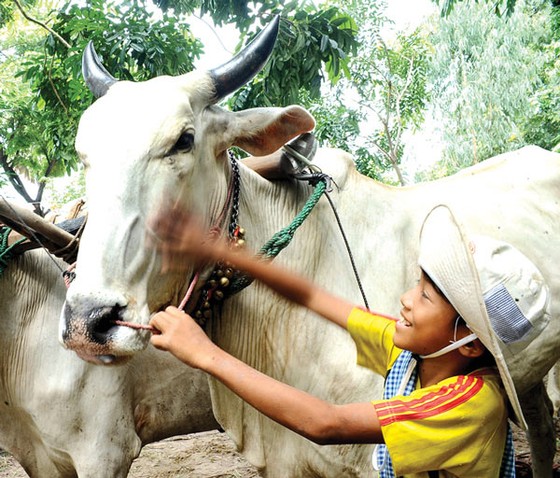 Sôi động đua bò An Giang ảnh 6