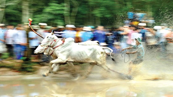 Sôi động đua bò An Giang ảnh 7