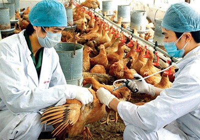Cán bộ thú y tiêm vaccine cho đàn gà để phòng chống dịch cúm A/H5N1