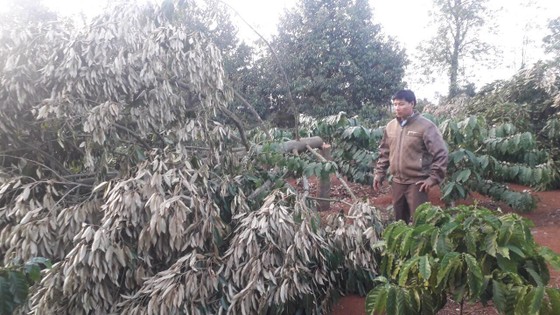 Vườn sầu riêng hàng trăm triệu đồng bị kẻ xấu triệt hạ ảnh 1
