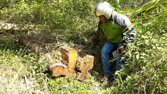 Lập đoàn kiểm tra thông tin “gỗ quý bị đốn hạ la liệt ở vùng giáp ranh” ảnh 3