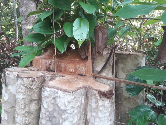 Lập đoàn kiểm tra thông tin “gỗ quý bị đốn hạ la liệt ở vùng giáp ranh” ảnh 1