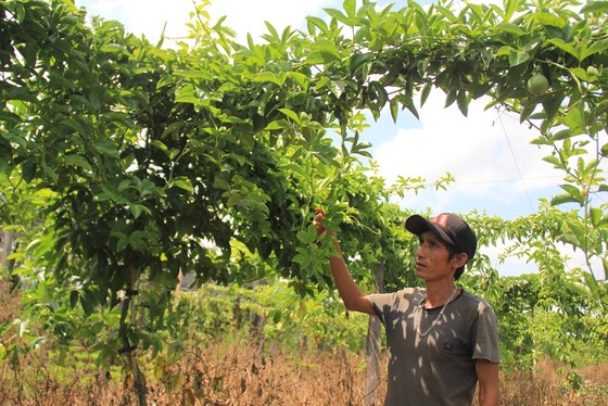 Trồng chanh dây… thu lá ảnh 1