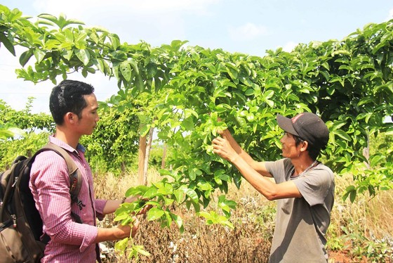 Trồng chanh dây… thu lá ảnh 4