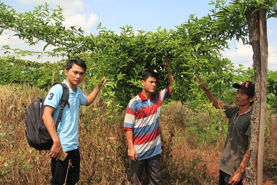 Trồng chanh dây… thu lá ảnh 3