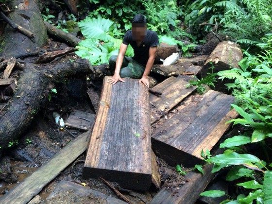 Kon Tum: Gỗ quý ở vùng biên bị đốn hạ la liệt ảnh 6