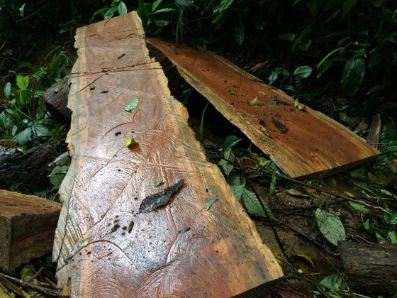 Kon Tum: Gỗ quý ở vùng biên bị đốn hạ la liệt ảnh 10