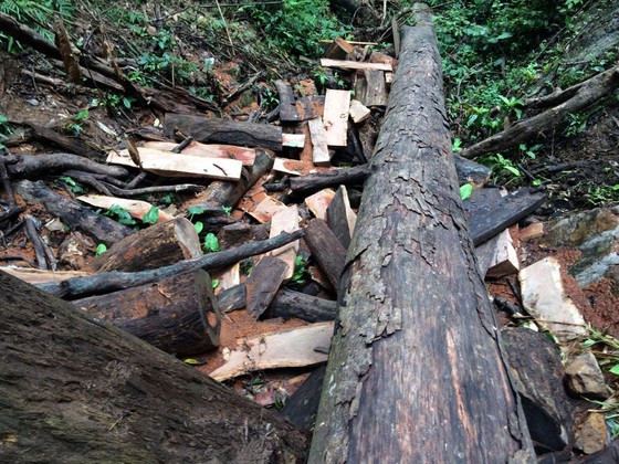 Kon Tum: Gỗ quý ở vùng biên bị đốn hạ la liệt ảnh 16
