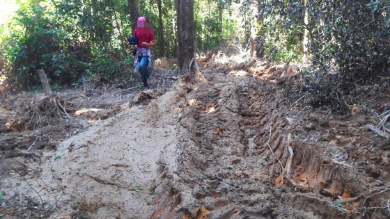 Vụ “Xâm nhập công trường gỗ lậu": Kỷ luật khiển trách 3 cán bộ kiểm lâm ảnh 7