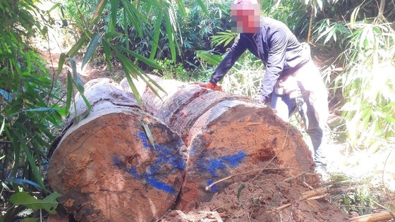 Vụ phá rừng tại Chư Pah: Khiển trách 4 quân nhân ảnh 2