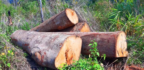 Gỗ bị chặt hạ, cất giấu trên “cổng trời” Đắk Long ảnh 1