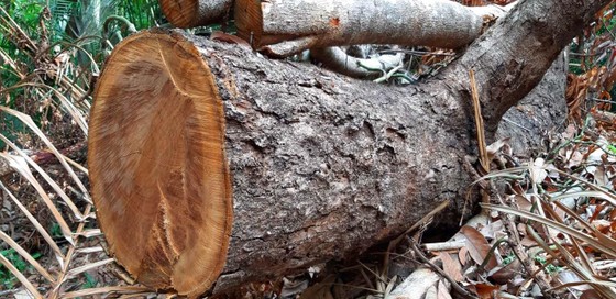2 trạm bảo vệ rừng chốt 2 đầu, lâm tặc vẫn ngang nhiên phá rừng cổ thụ ảnh 10