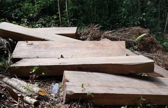 Khởi tố, bắt tạm giam đối tượng cưa hạ gỗ trái phép ảnh 1