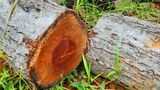 Rừng bị đốn hạ la liệt ở huyện biên giới Chư Prông (Gia Lai) ảnh 12