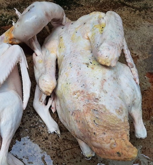 Hãi hùng 'công nghệ' nhổ lông vịt siêu nhanh bằng… hóa chất lạ ảnh 3