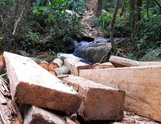 Kon Tum: Rừng già bị tàn phá, gỗ tập kết la liệt ảnh 1