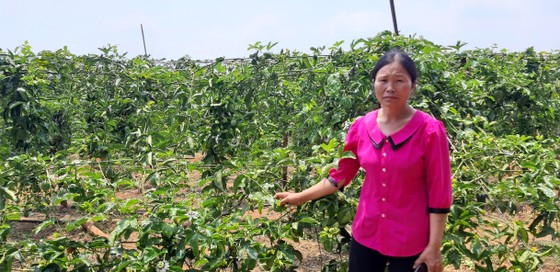 Nông dân lại khổ vì chanh dây ít quả ảnh 1