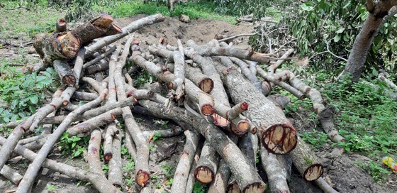 Quần thể gỗ Giáng Hương duy nhất bị xẻ thịt, chính quyền xã không biết ảnh 5