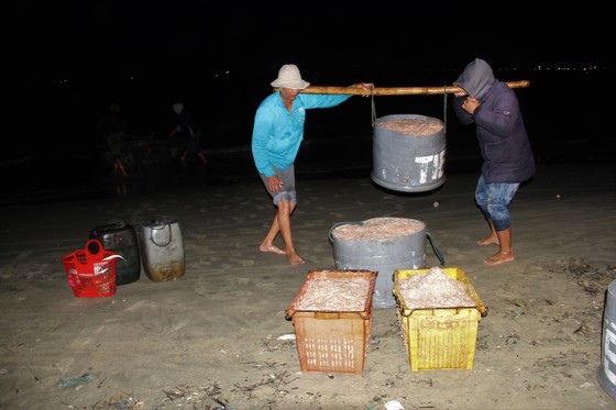 Ngư dân Đà Nẵng trúng đậm mùa ruốc biển ảnh 1
