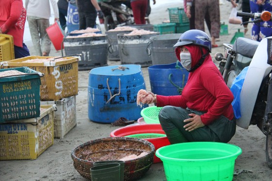 Ngư dân Đà Nẵng trúng đậm mùa ruốc biển ảnh 5