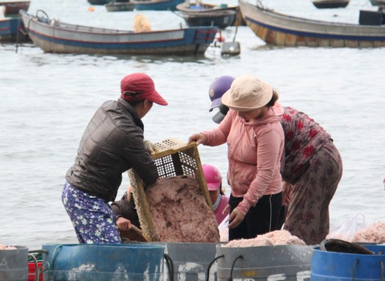 Ngư dân Đà Nẵng trúng đậm mùa ruốc biển ảnh 4