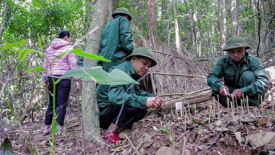 Sâm Ngọc Linh đâm chồi, nảy lá trên đỉnh Sa Mù ảnh 1