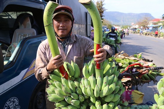 Chợ chuối mật mốc vùng biên lớn nhất miền Trung nhộn nhịp dịp cuối năm ảnh 4