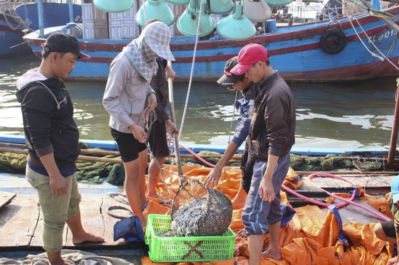 Ngư dân Quảng Trị được mùa cá cơm sau Tết Nguyên đán ảnh 3