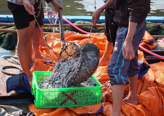 Ngư dân Quảng Trị được mùa cá cơm sau Tết Nguyên đán ảnh 7