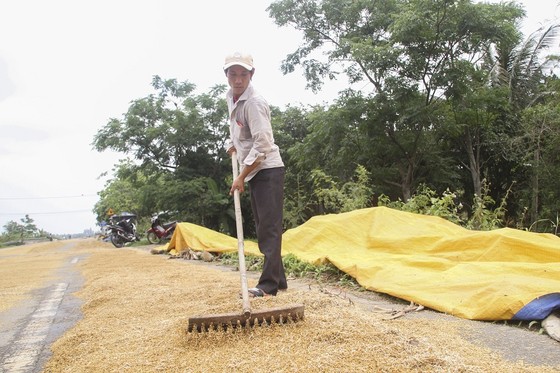 Tranh thủ nắng ráo nông dân tất bật thu hoạch lúa bị ngã đổ ảnh 8