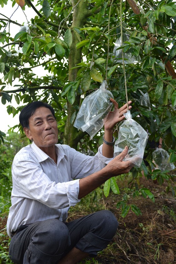 ĐBSCL nỗ lực “tự cứu mình trước khi trời cứu” ảnh 4