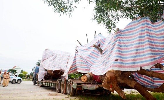CSGT tỉnh Quảng Ngãi tạm giữ xe chở cây “khủng” thiếu giấy tờ lưu hành đặc biệt ảnh 1